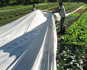 2751445240_agrovolokno-agroteks-30.jpg