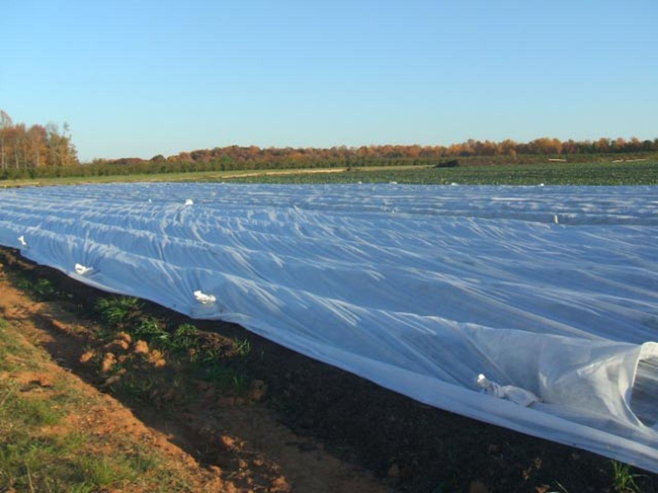 2806850844_agrovolokno-ukragro-17.jpg
